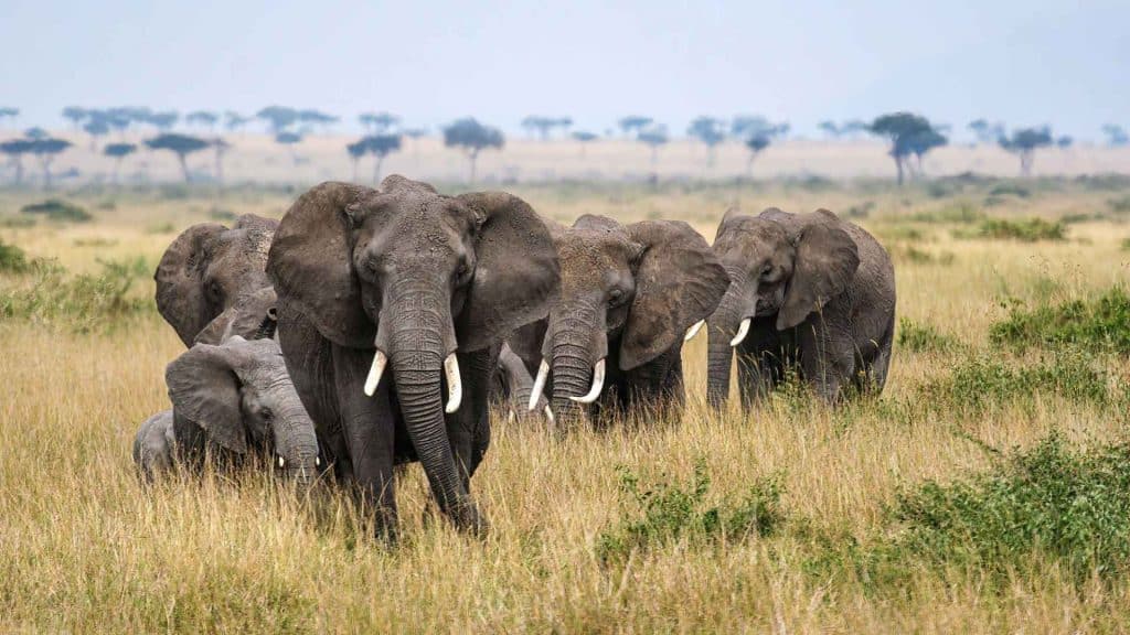 What to expect on a Safari in Tanzania