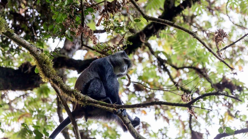 Animals of Kilimanjaro