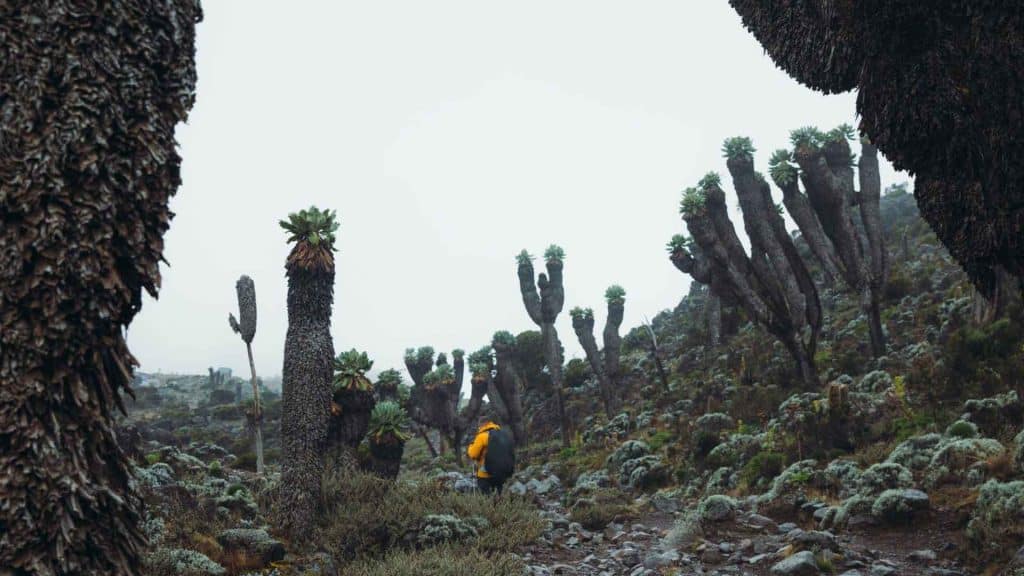 Machame Route Kilimanjaro Climb