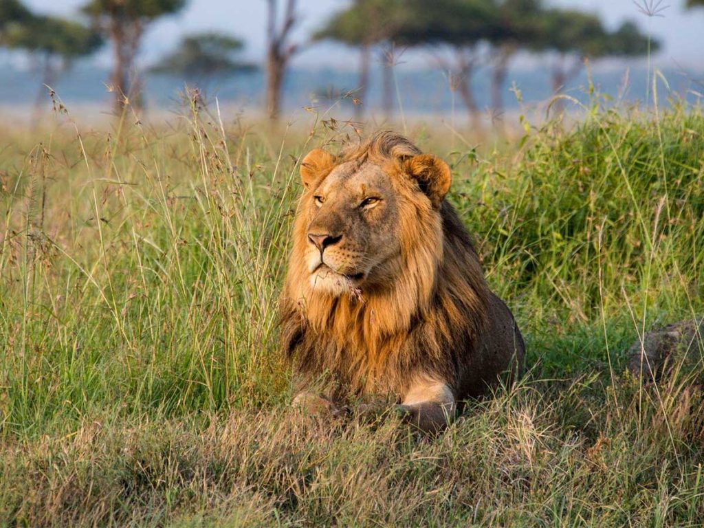 African Safari