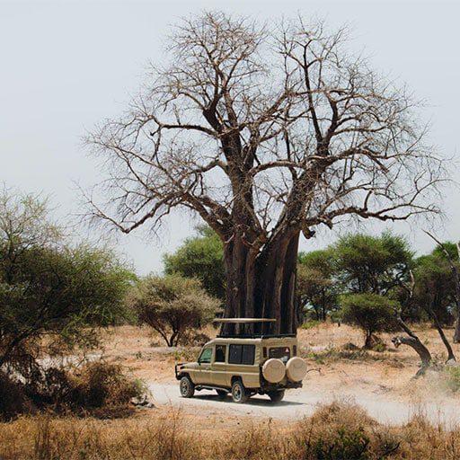 Game-Drive-Tarangire