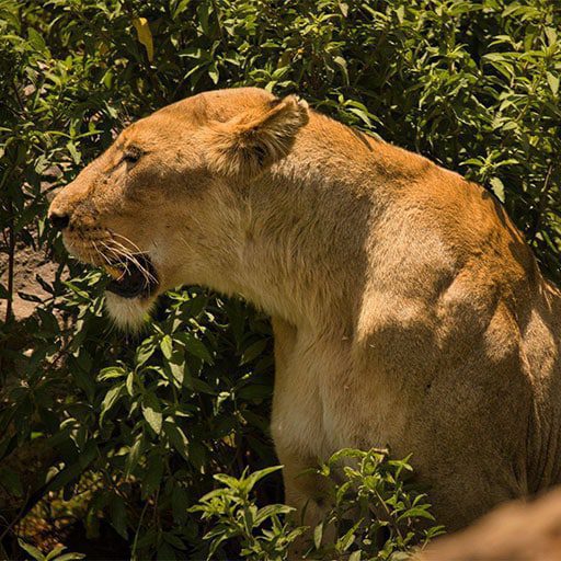 Lion-Tarangire