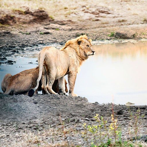 Manyara-National-Park-1