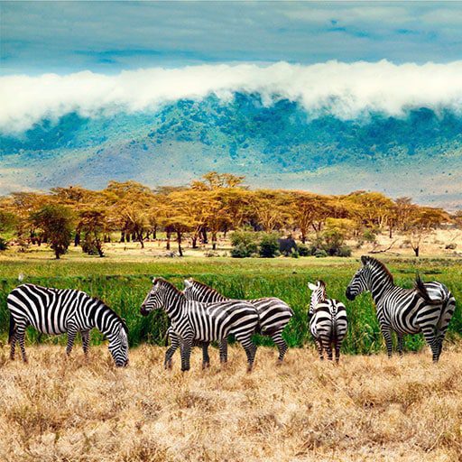 Manyara-National-Park-2