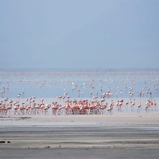 Manyara-National-Park-3