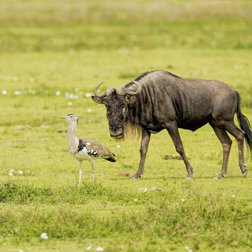 Ngorongoro-Crater-1