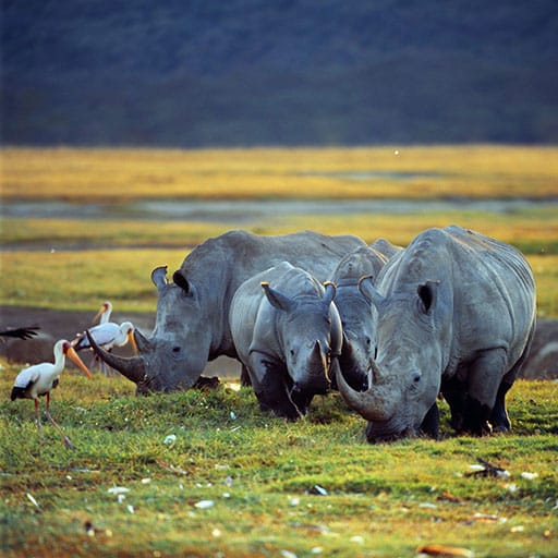 Ngorongoro-Crater-2