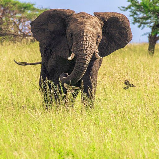 Serengeti-National-Park-1