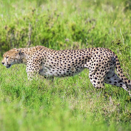 Serengeti-National-Park