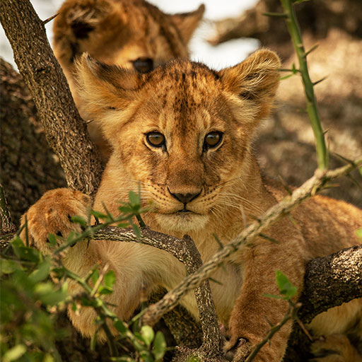 Wildlife Safari