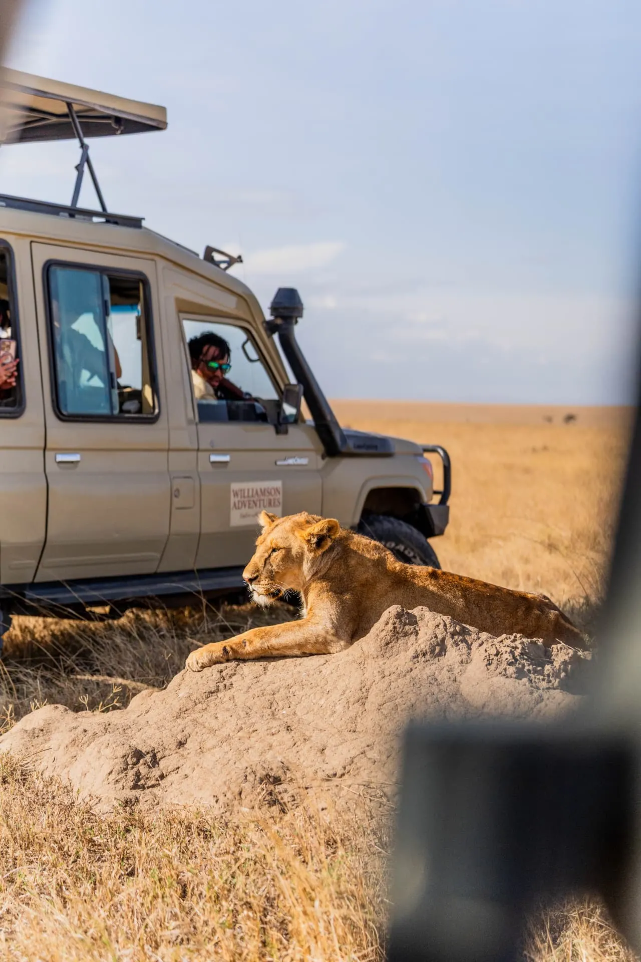 Lioness resting on a termite mound beside a Williamson Adventures safari vehicle