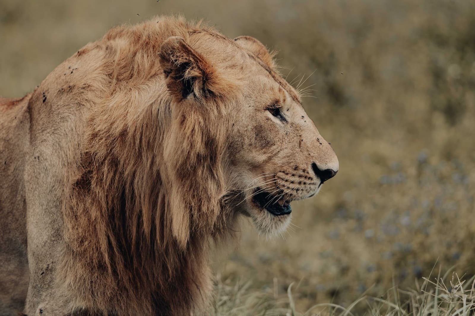 6 Days Tanzania Wildlife Safari — Ngorongoro Crater Safari & Return to Arusha / JRO