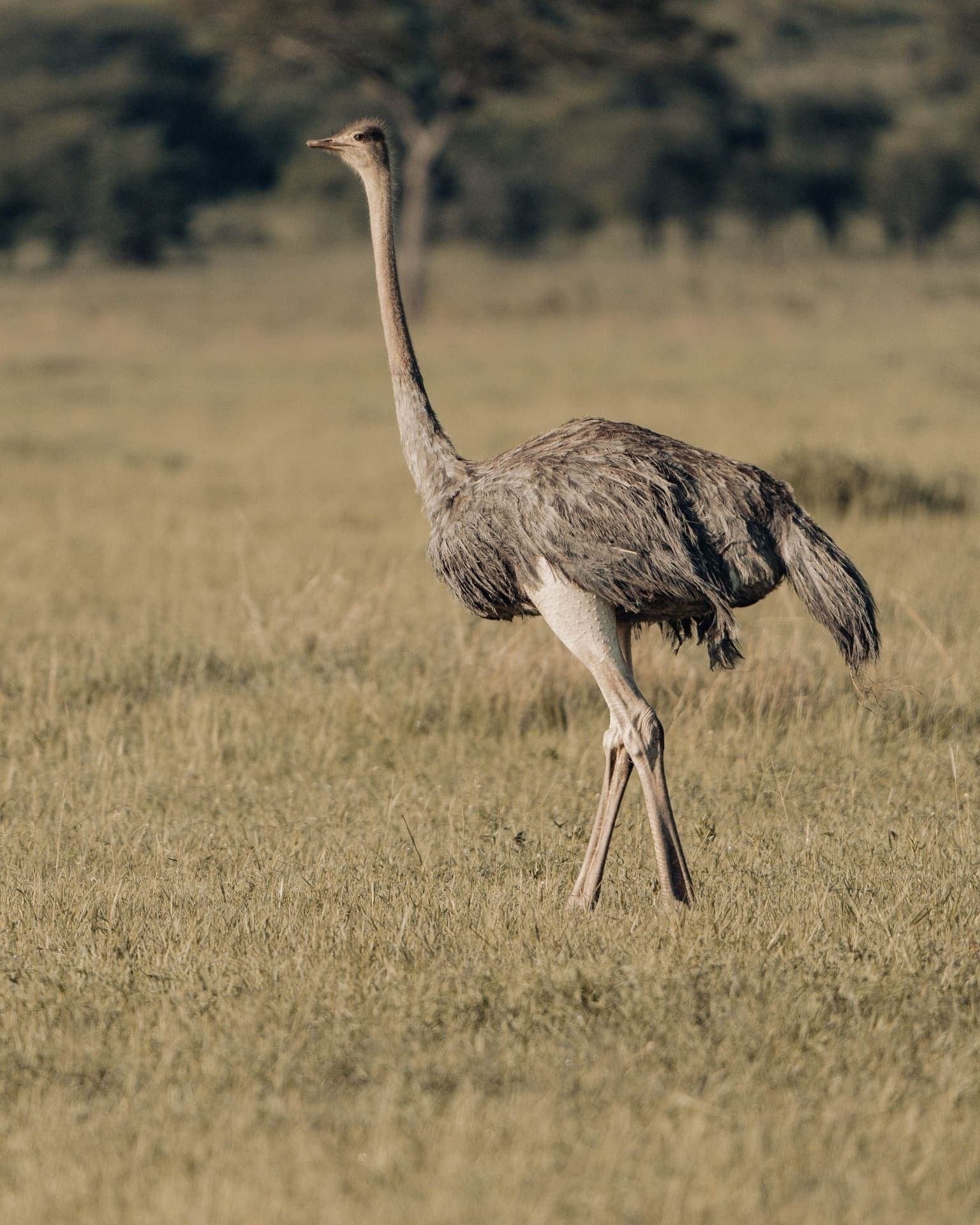 8 Days Great Migration Calving Season Safari — Ngorongoro → Departure
