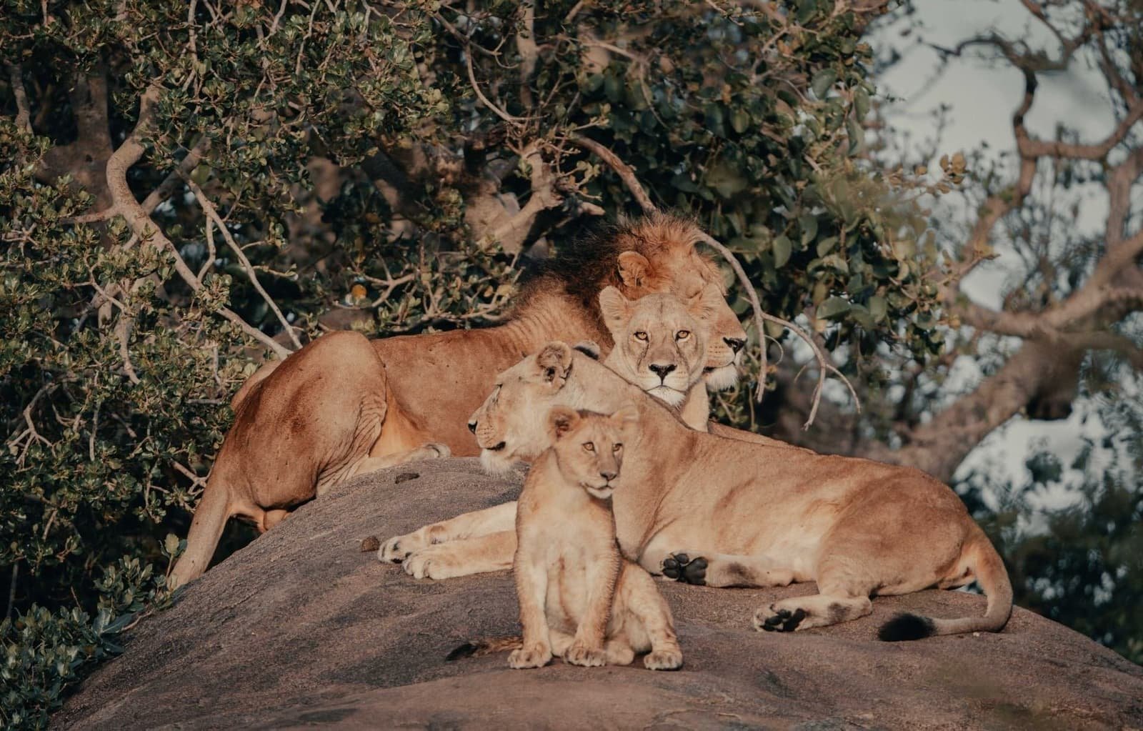 6 Days Tanzania Wildlife Safari — Full-Day Central Serengeti & Transfer to Ngorongoro