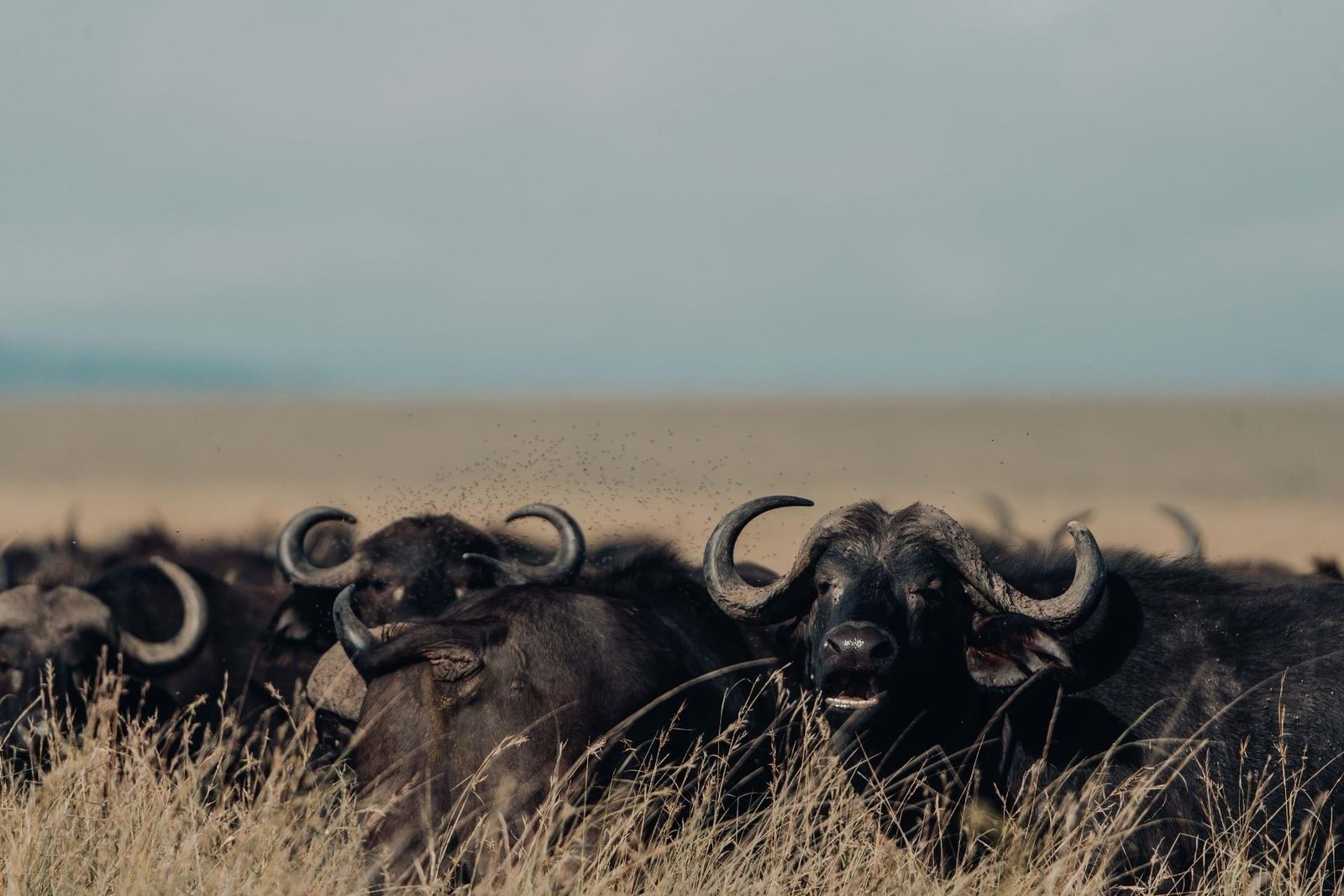 6 Days Tanzania Wildlife Safari — Arusha National Park & Walking Safari