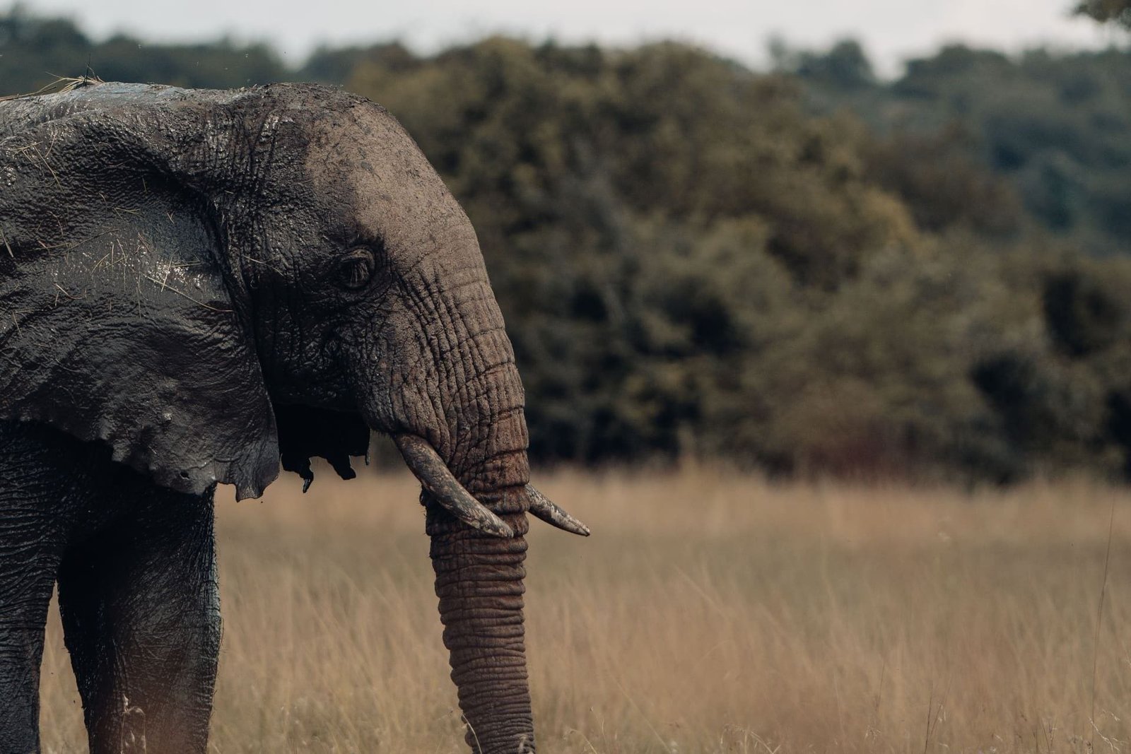 7 Days Classic Tanzania Family Safari — Full Day Central Serengeti National Park