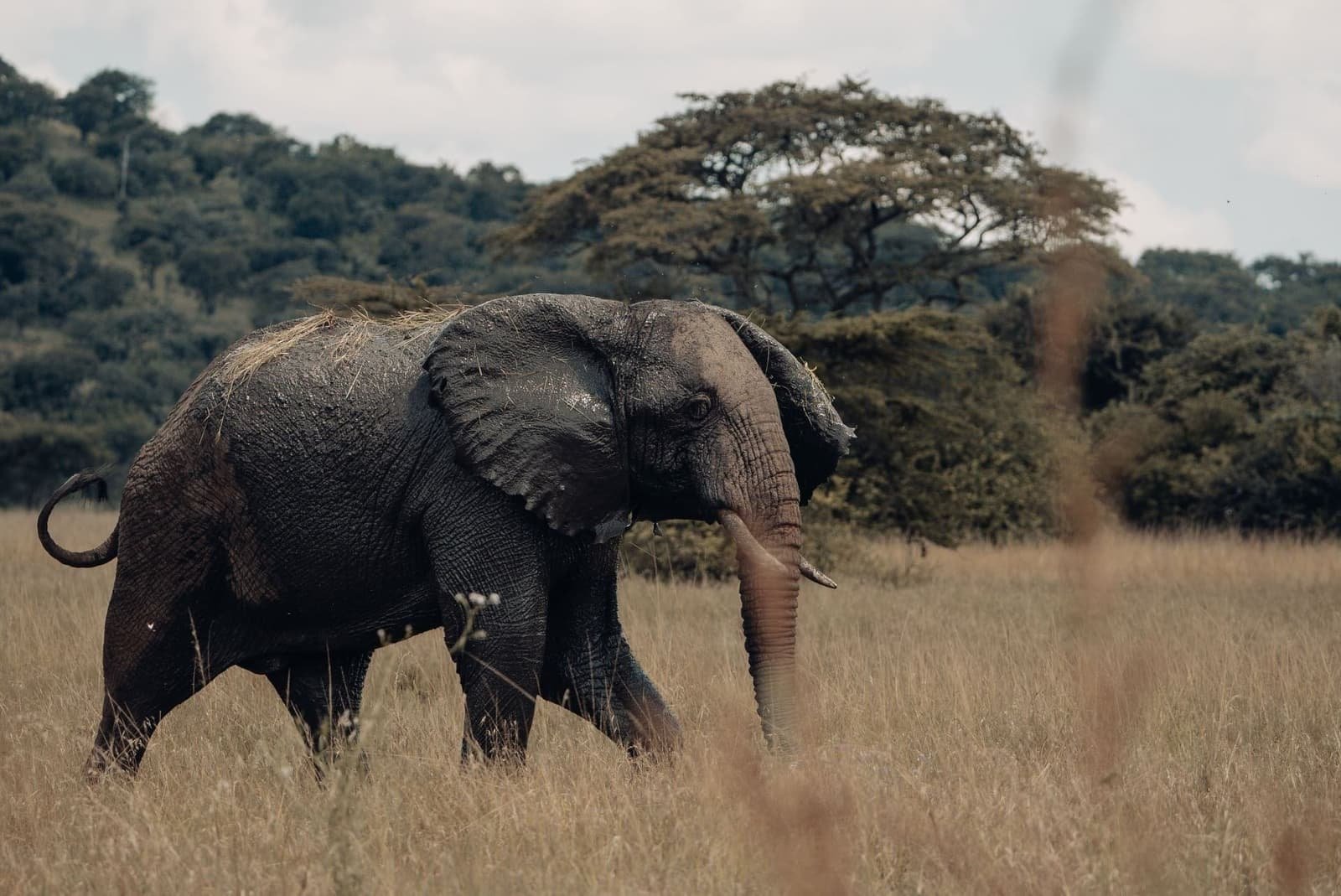 6 Days Tanzania Wildlife Safari — Arusha to Tarangire National Park