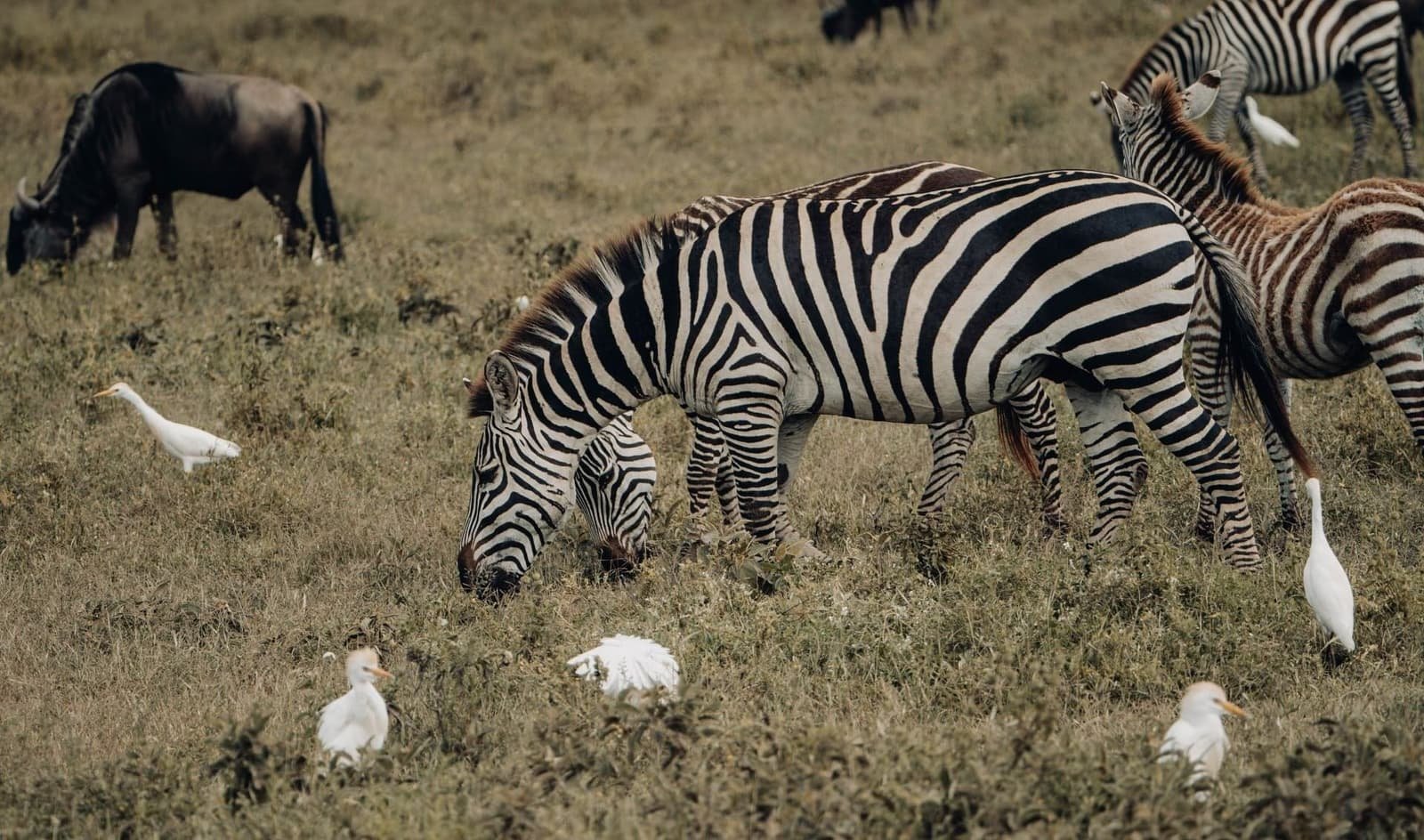 6 Days Tanzania Wildlife Safari — Tarangire to Central Serengeti National Park