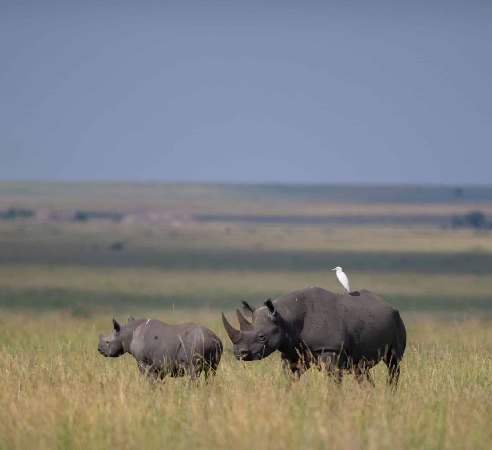Black rhino mother and calf on the plains