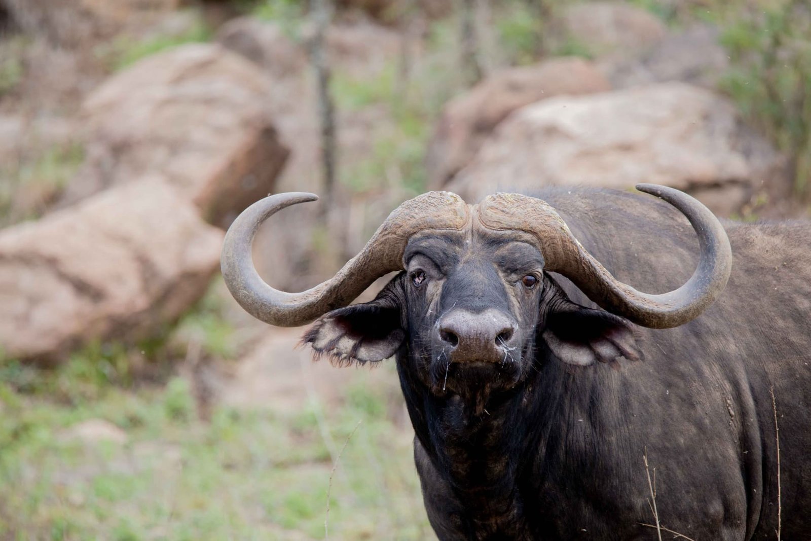 Cape buffalo in the wild