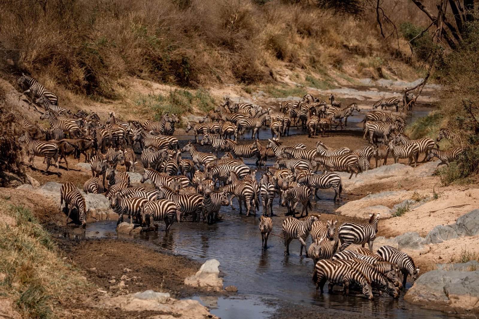 Best Time for a Safari in Tanzania (Month-by-Month Guide)