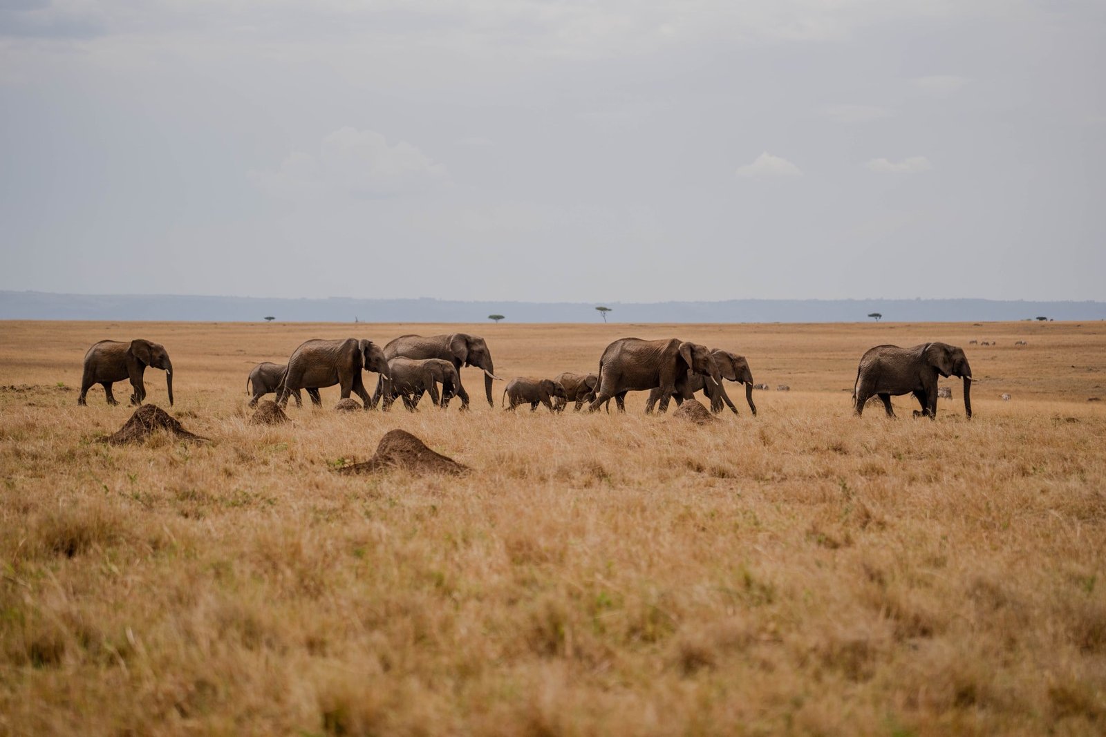 Best Safari Parks in Tanzania: Top Destinations for Wildlife Adventures