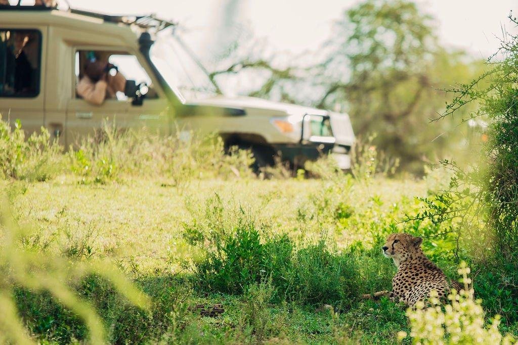 Best Time for a Safari in Tanzania (Month-by-Month Guide)
