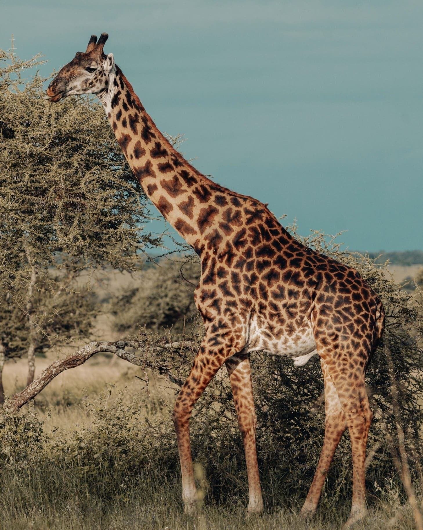 6 Days Tanzania Wildlife Safari — Arrival in Tanzania