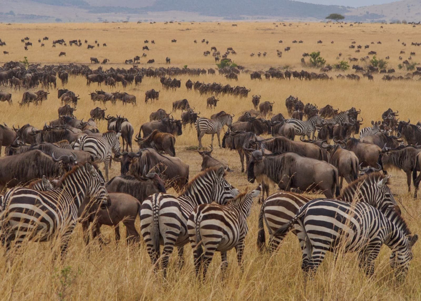 Ngorongoro Conservation Area, Northern Tanzania, Tanzania