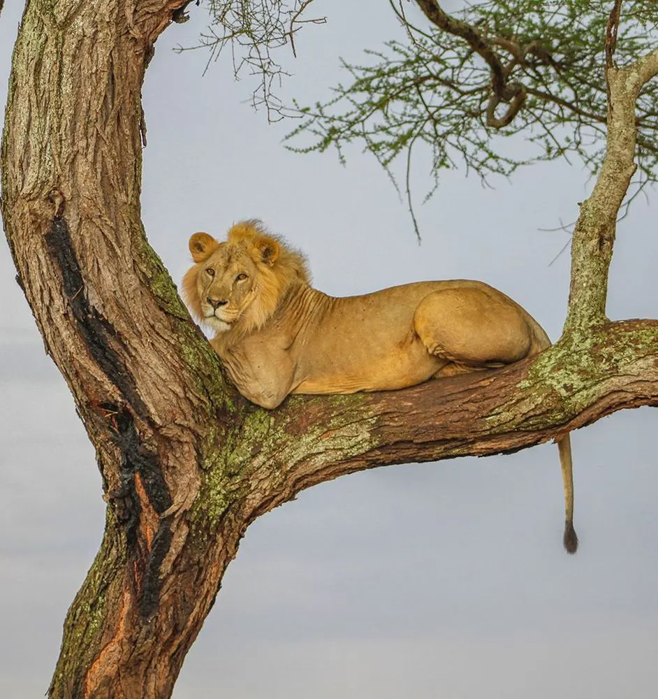 Lake Manyara National Park, Northern Circuit, Tanzania