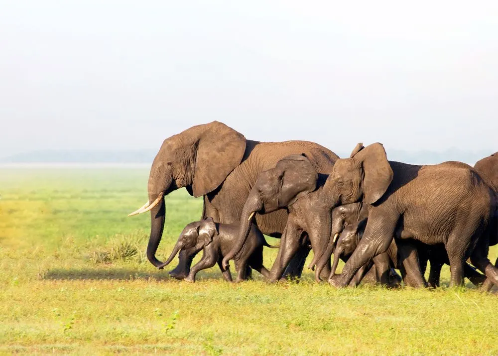 Tarangire National Park, Northern Circuit, Tanzania