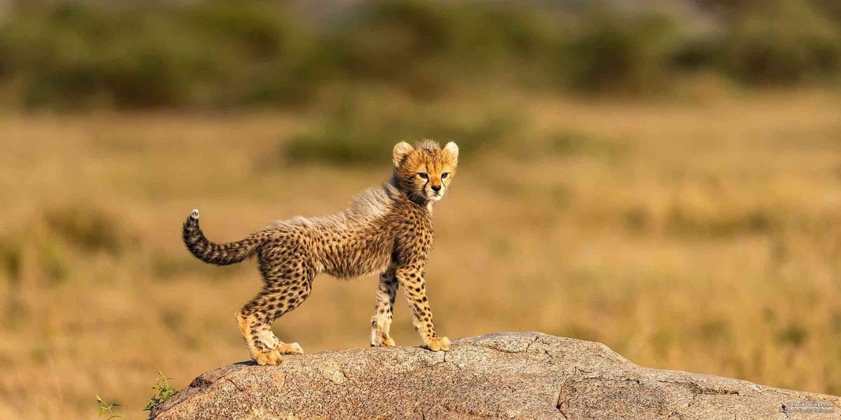 Serengeti plains in northern Tanzania