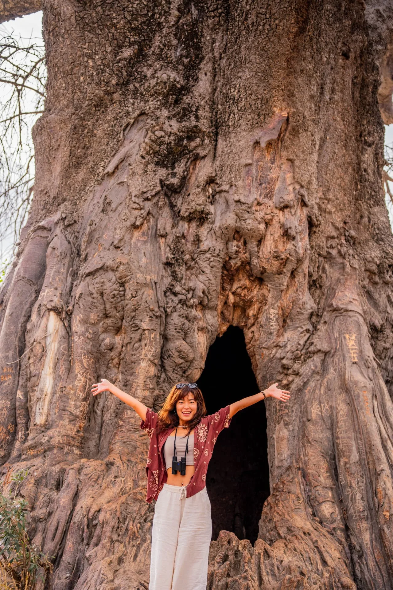 Guest celebrating inside a giant baobab tree in Tarangire