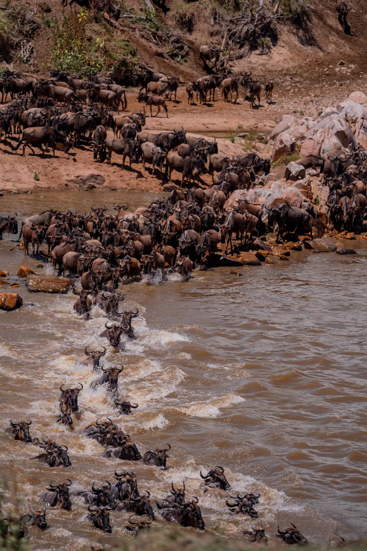 Wildebeest surging across the Mara River