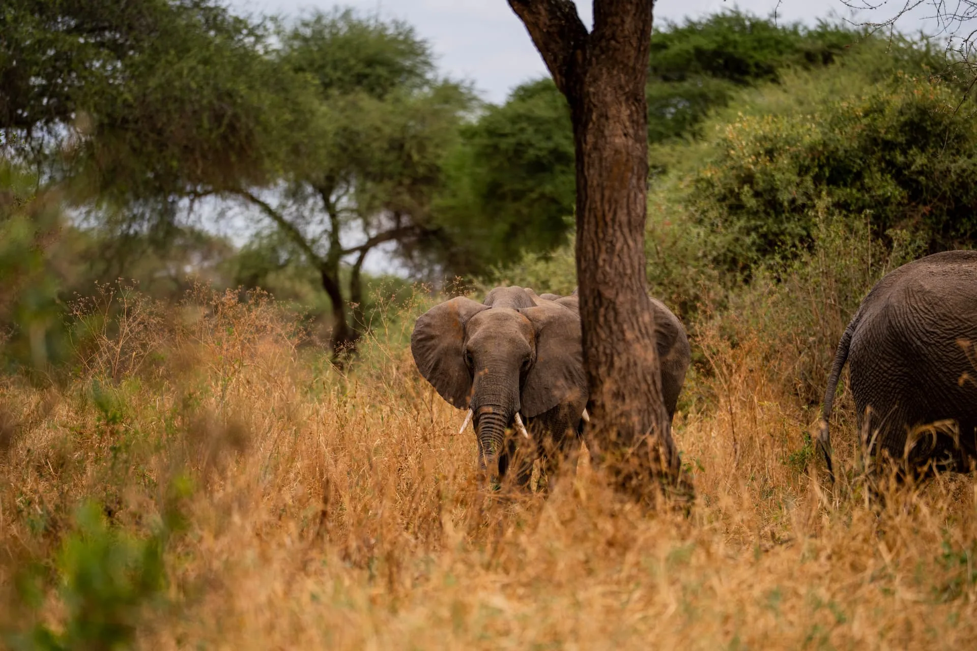 Elephant browsing in Tarangire's bushland