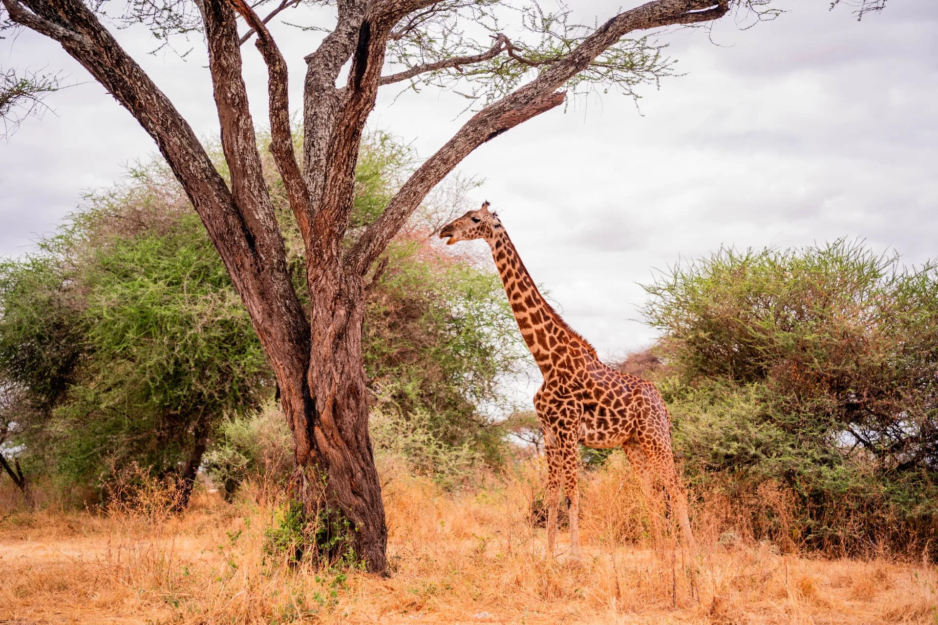 Giraffe beside an acacia tree
