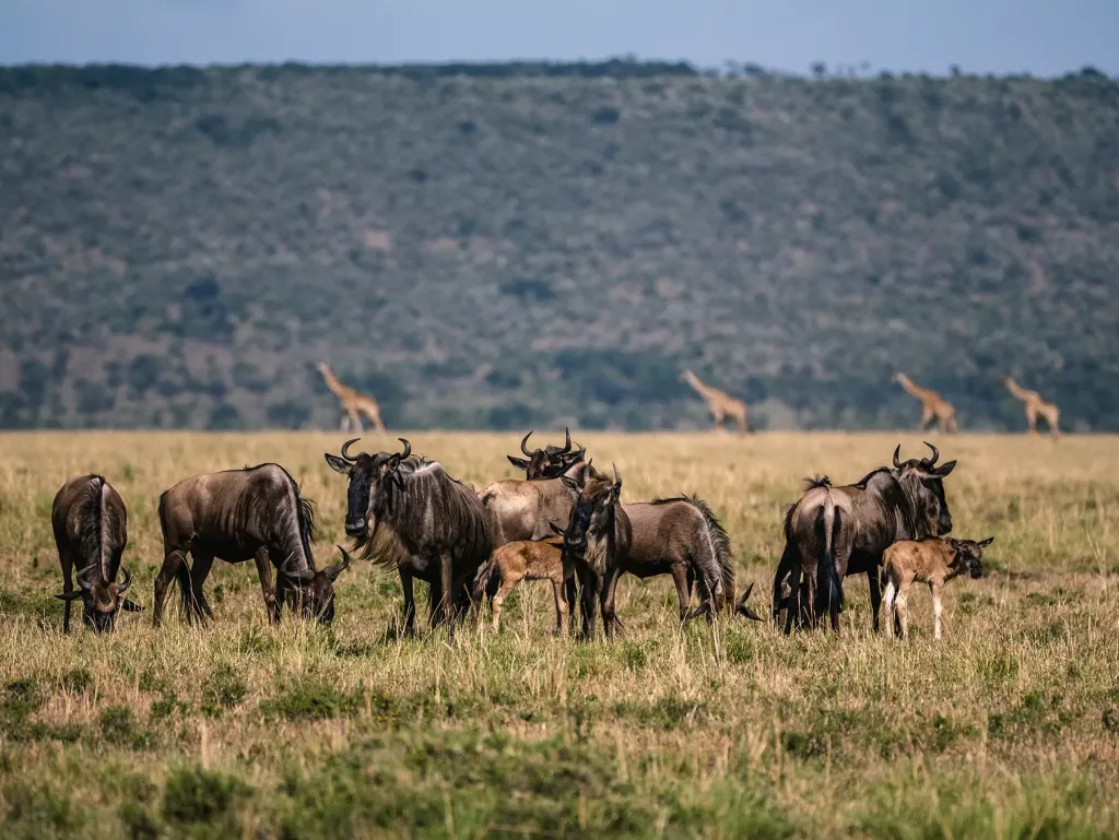 Great Migration Safaris