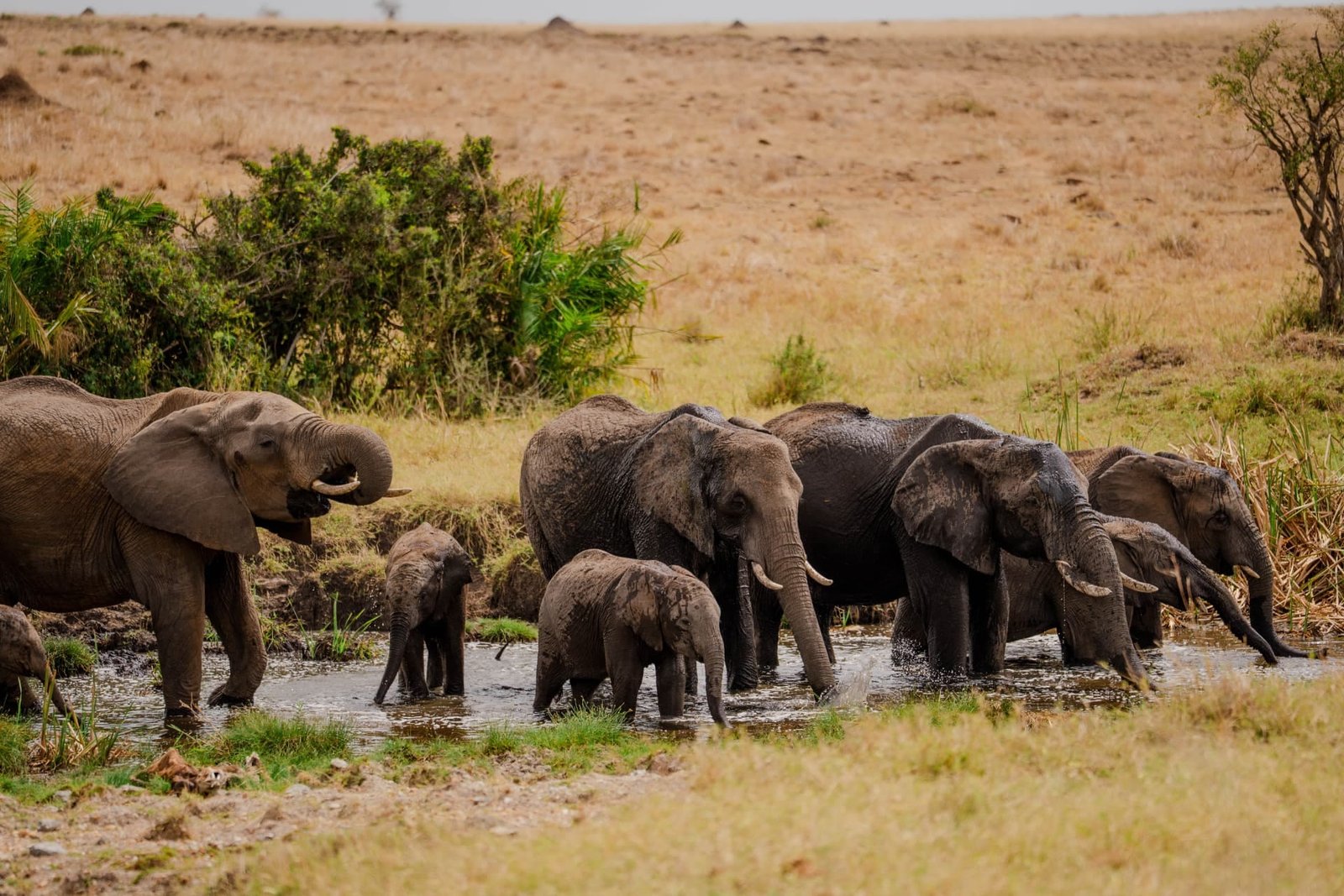 Big 5 Northern Circuit Luxury Safaris&nbsp;