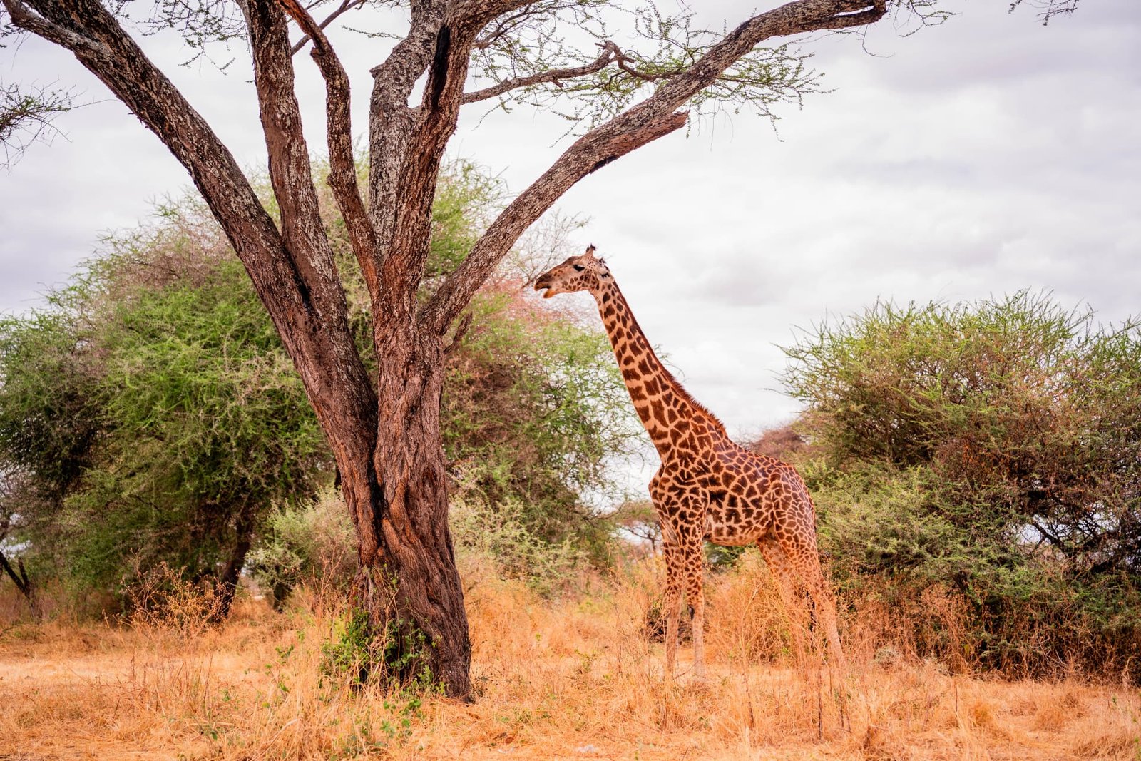Luxury Tanzania Safari