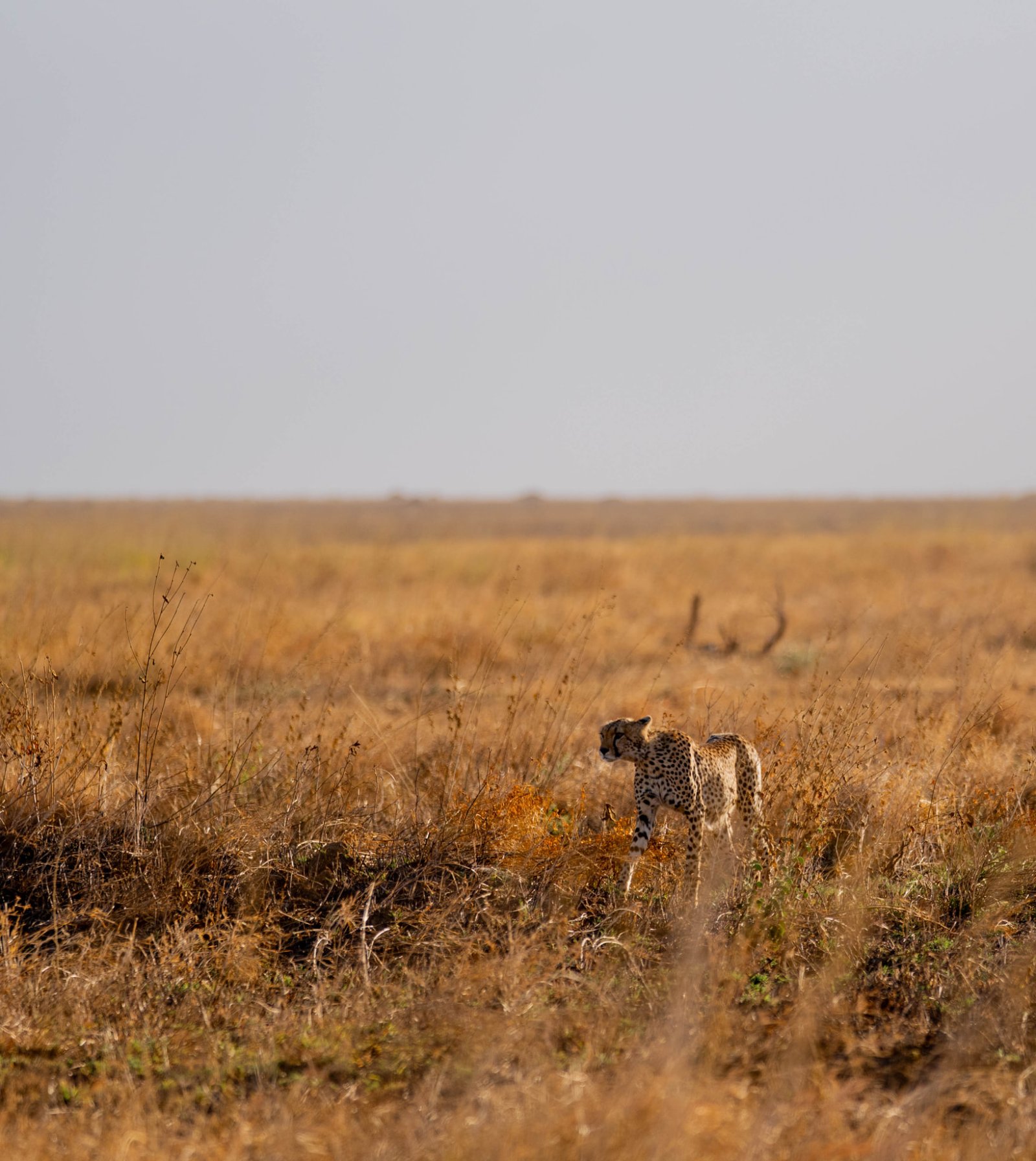 Tanzania Great Migration