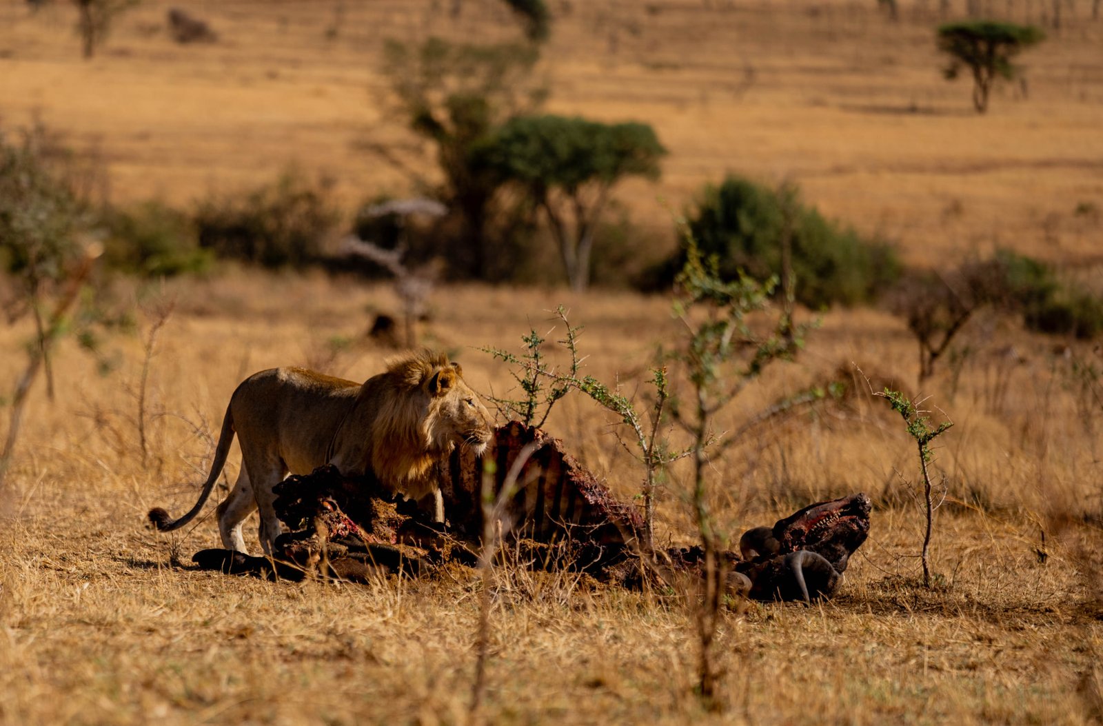 6 Days Tanzania Wildlife Safari