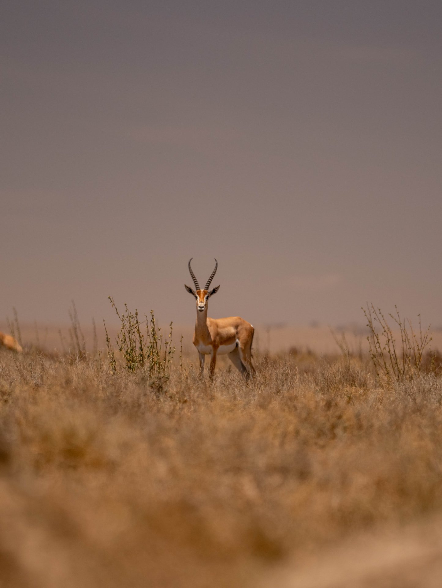 Luxury Migration Calving Safari