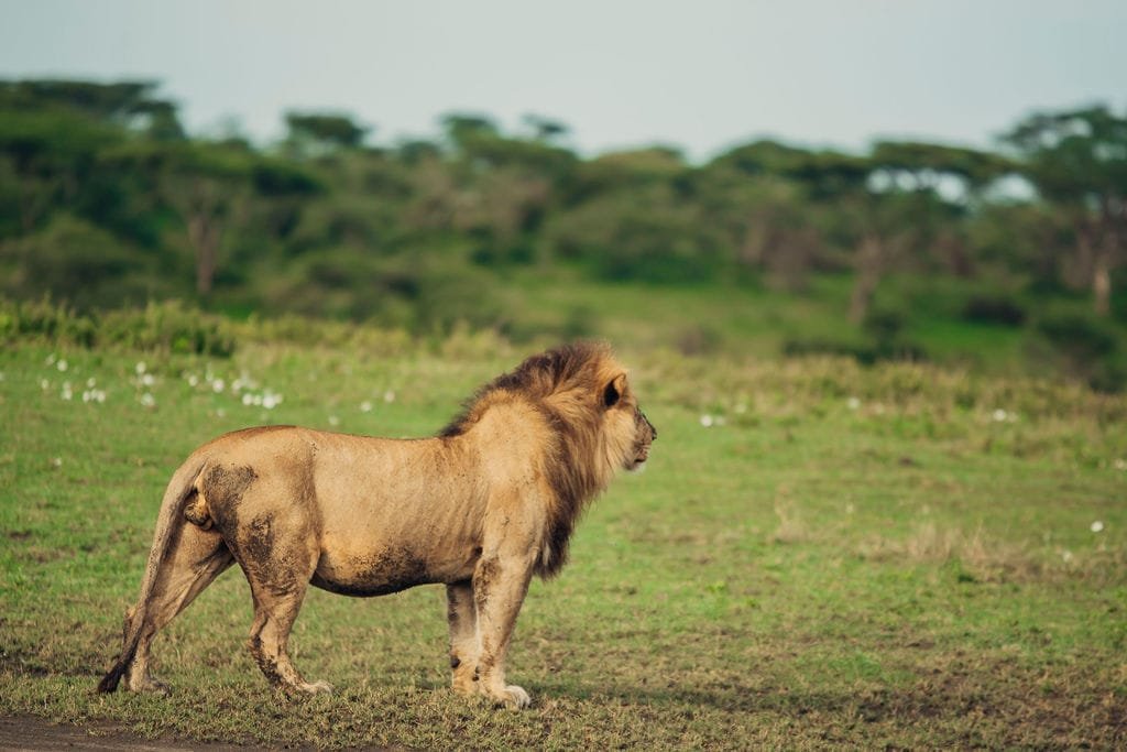Big 5 Northern Circuit Luxury Safaris&nbsp;