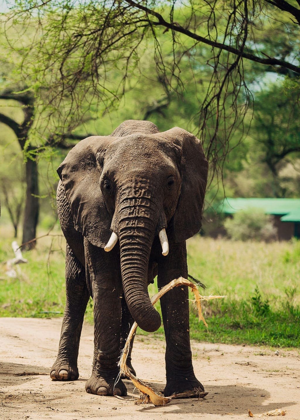 Elephant herd crossing the plains