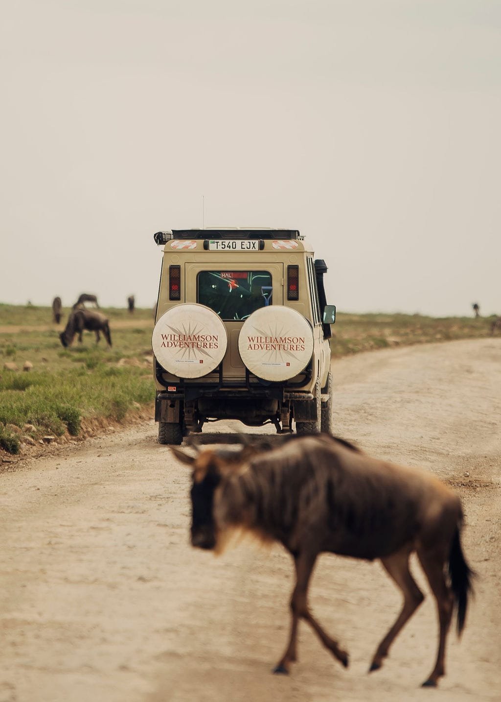 Williamson Adventures safari vehicle among wildebeest in Tanzania