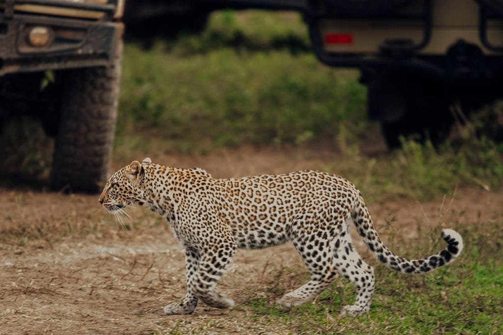 Leopard resting in an acacia tree