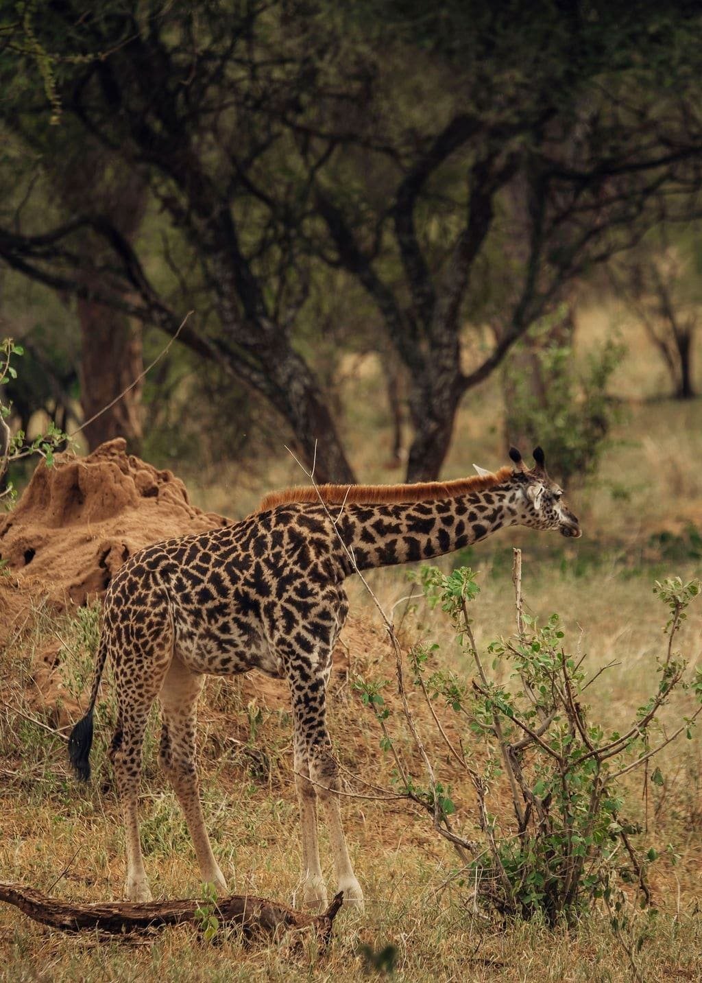 5 Days Family Adventure Safari