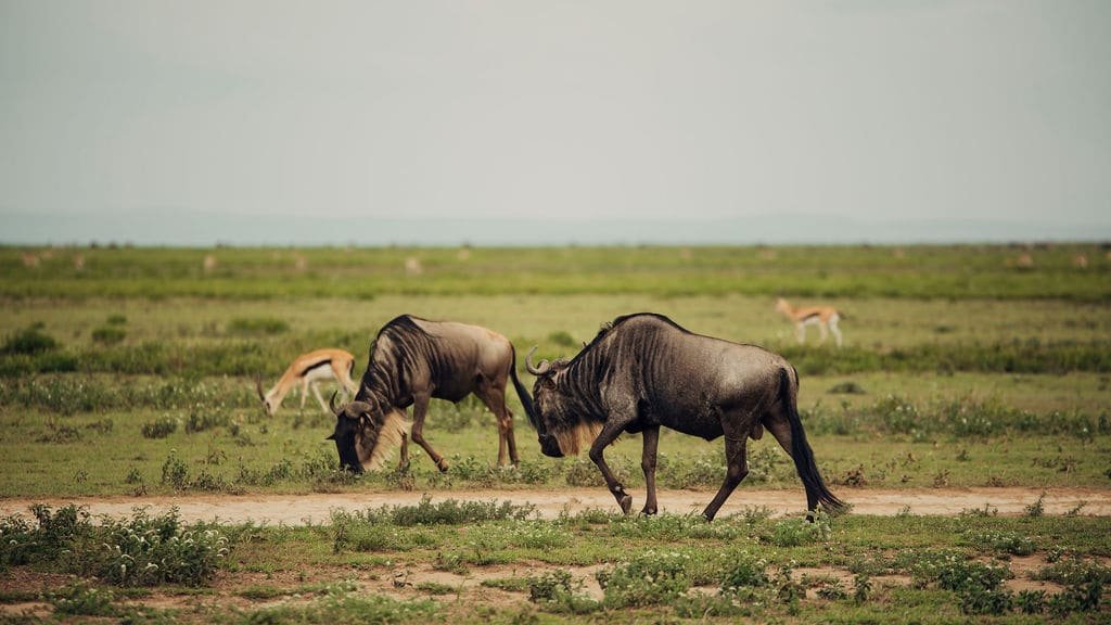 4 Days Great Migration Safari