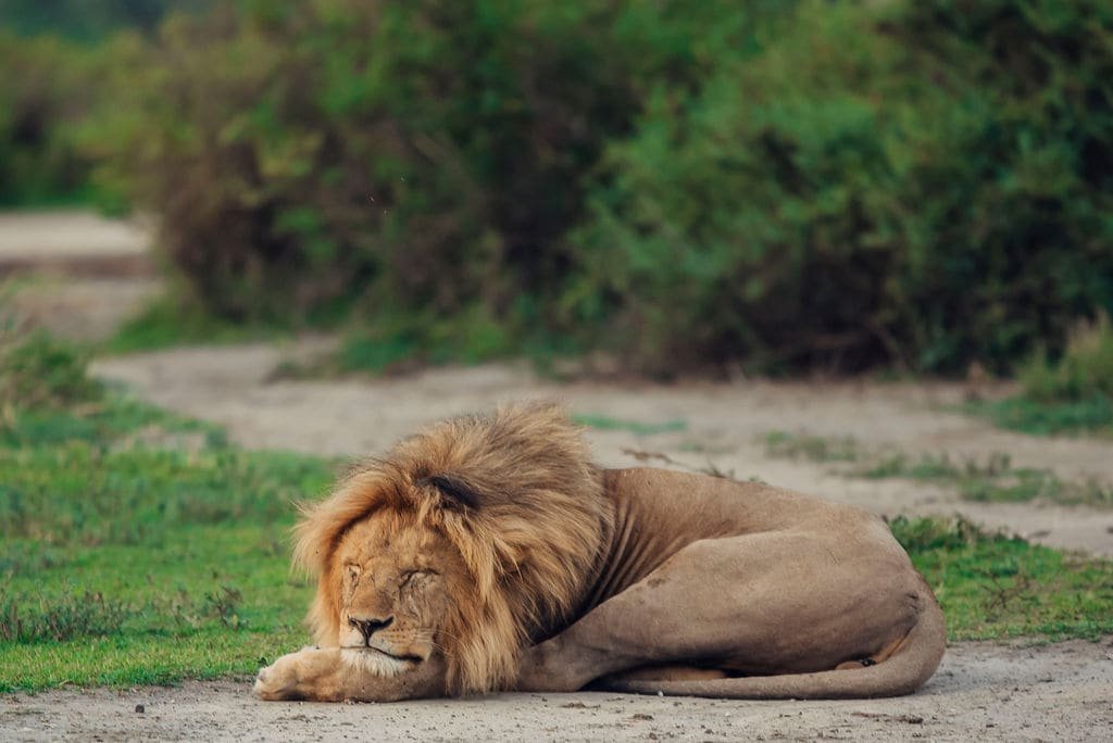 2 Days Family Safari — Tarangire & Ngorongoro