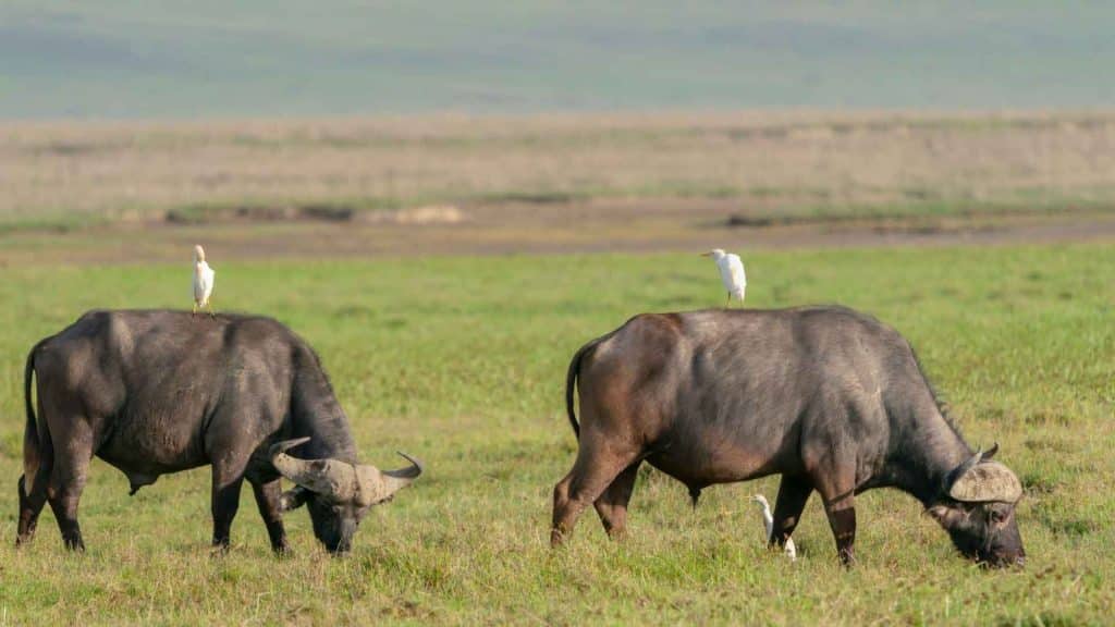 Top 10 amazing facts about Ngorongoro crater